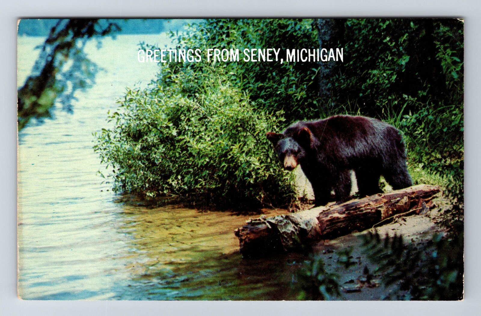 Seney MI-Michigan, Scenic Greeting, Black Bear at Lake, Vintage Postcard