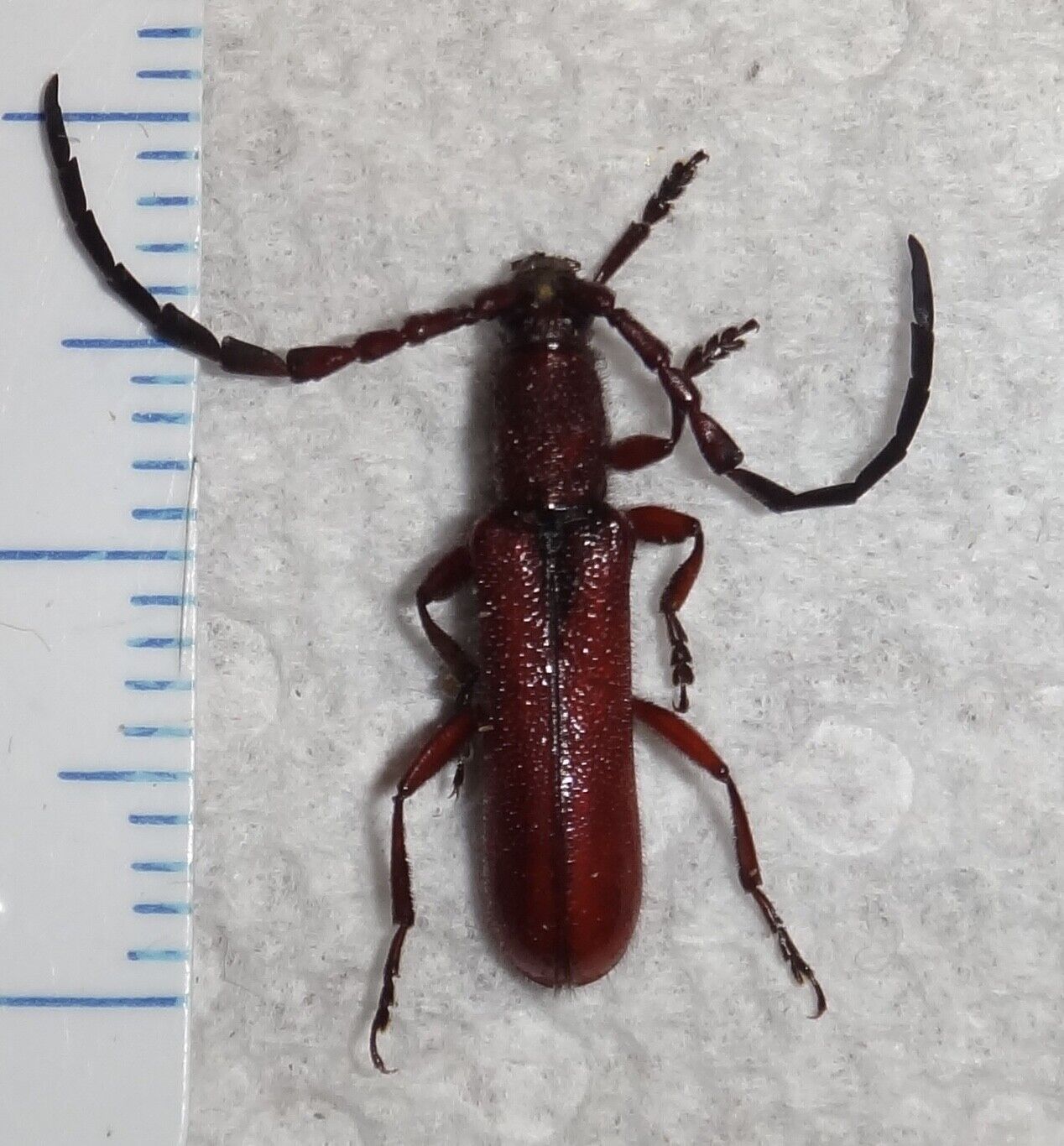 Cerambycidae Longhorn Beetle species Indonesian Islands #X81 Insect Entomology