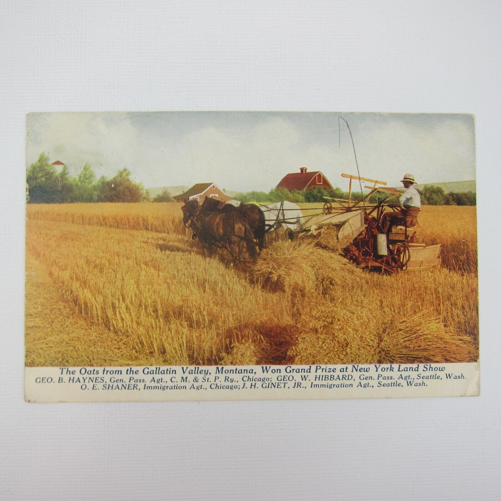 Postcard Gallatin Valley Montana Award Winning Oats Farming Farmer Antique 1915
