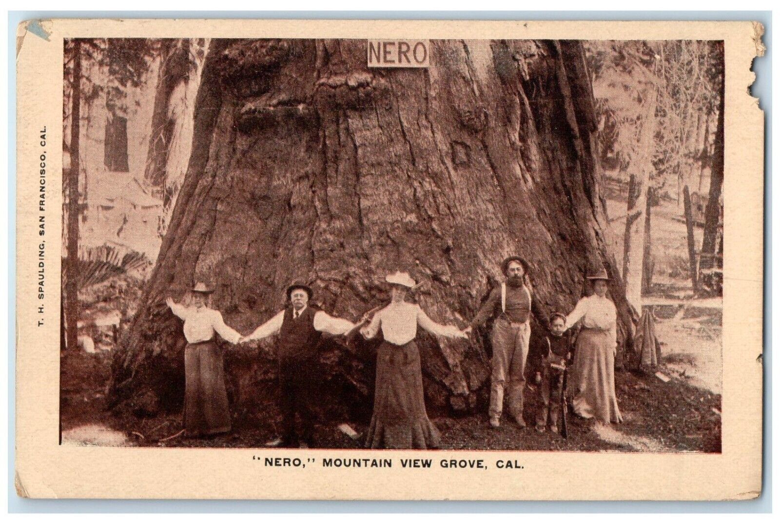 c1910's Nero Mountain View Redwood Tree Grove California CA Antique Postcard