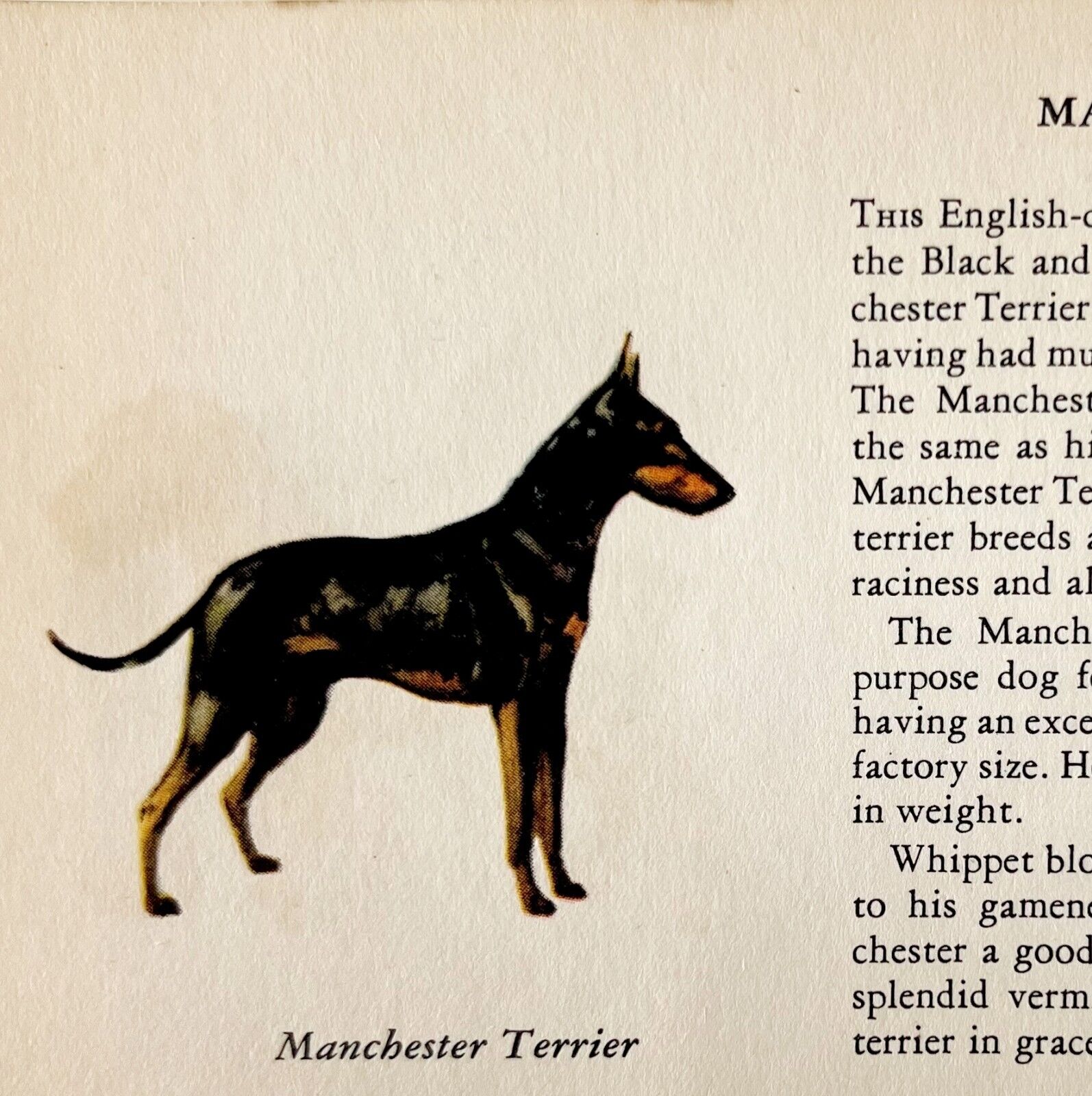 Manchester Terrier 1939 Dog Breed Art Ole Larsen Color Plate Print PCBG17