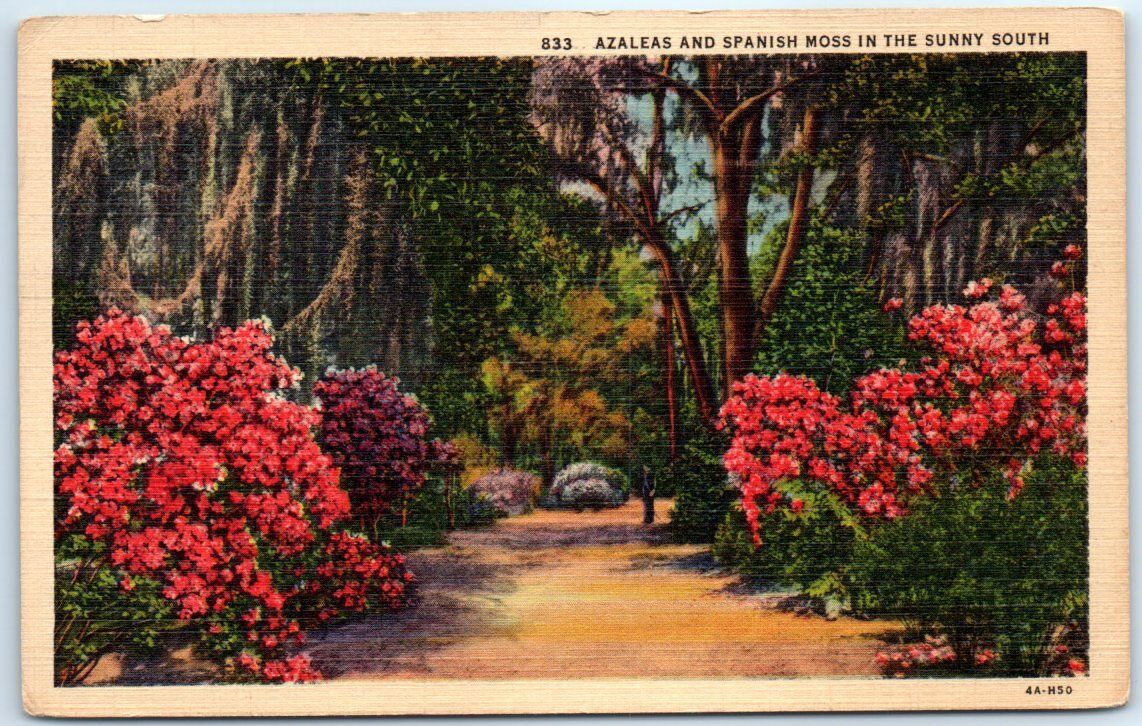 Postcard - Azaleas and Spanish Moss in the Sunny South - USA, North America