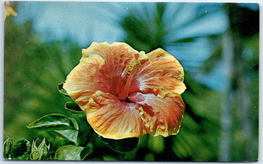 The Lovely Hibiscus \