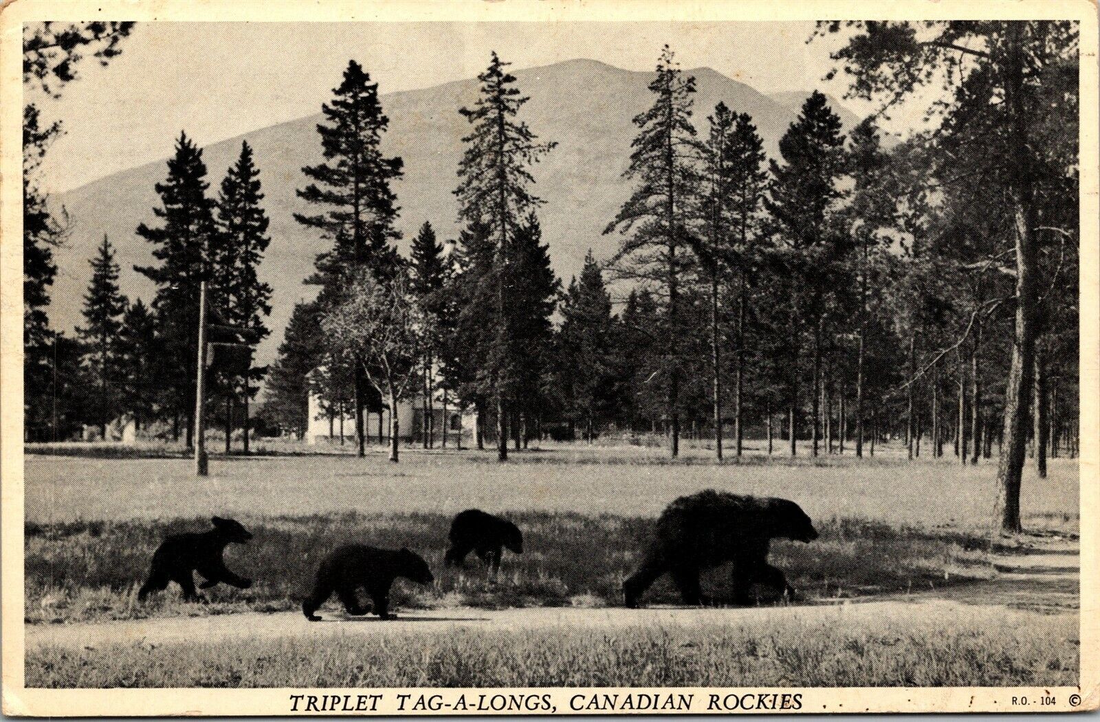 Vtg Bear & Cubs Canadian Rockies Triplet Tag-a-longs Banff Alberta Postcard
