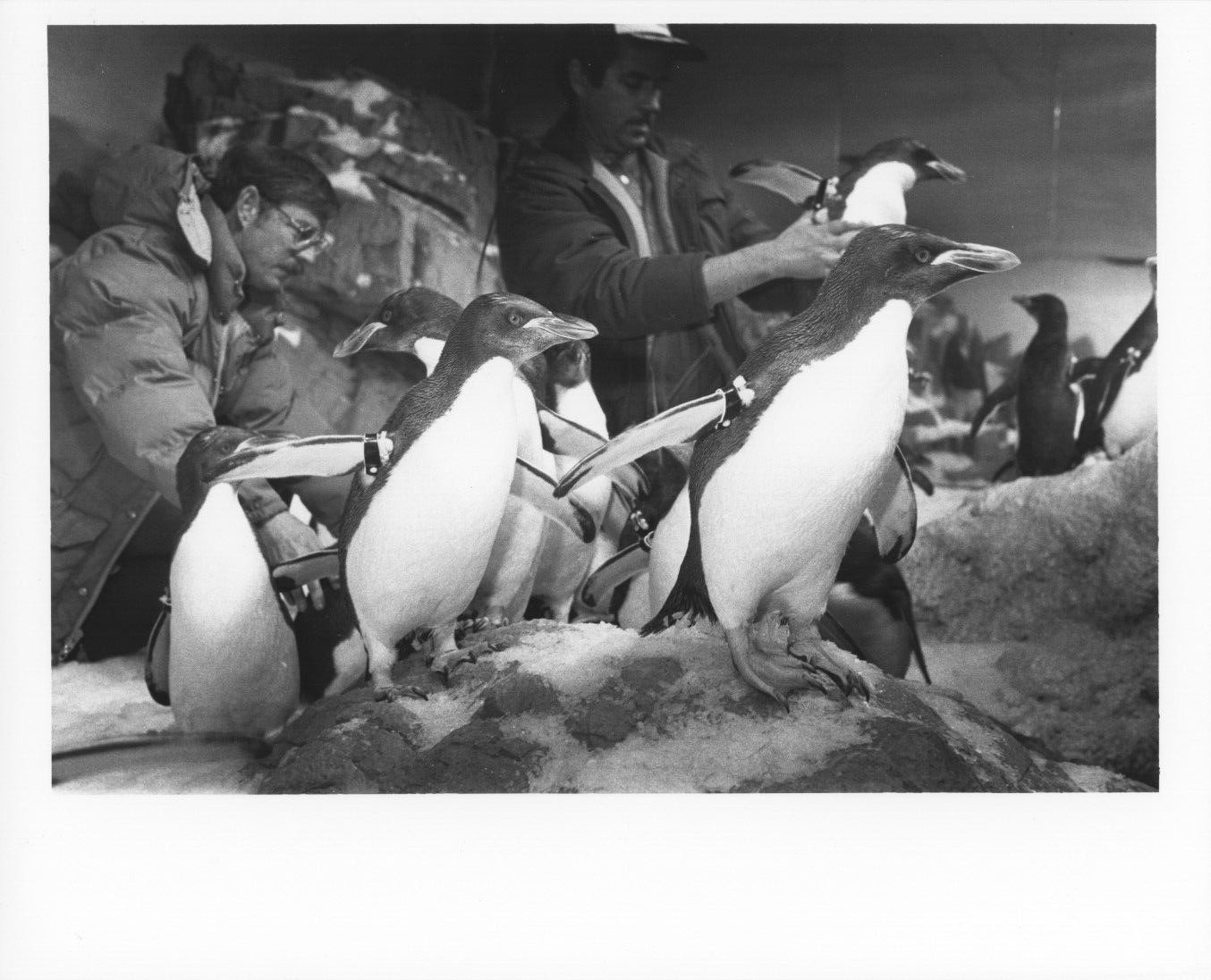 1985 Press Photo Sea World Aquarium Aurora Ohio Penguin Exhibit 8x10
