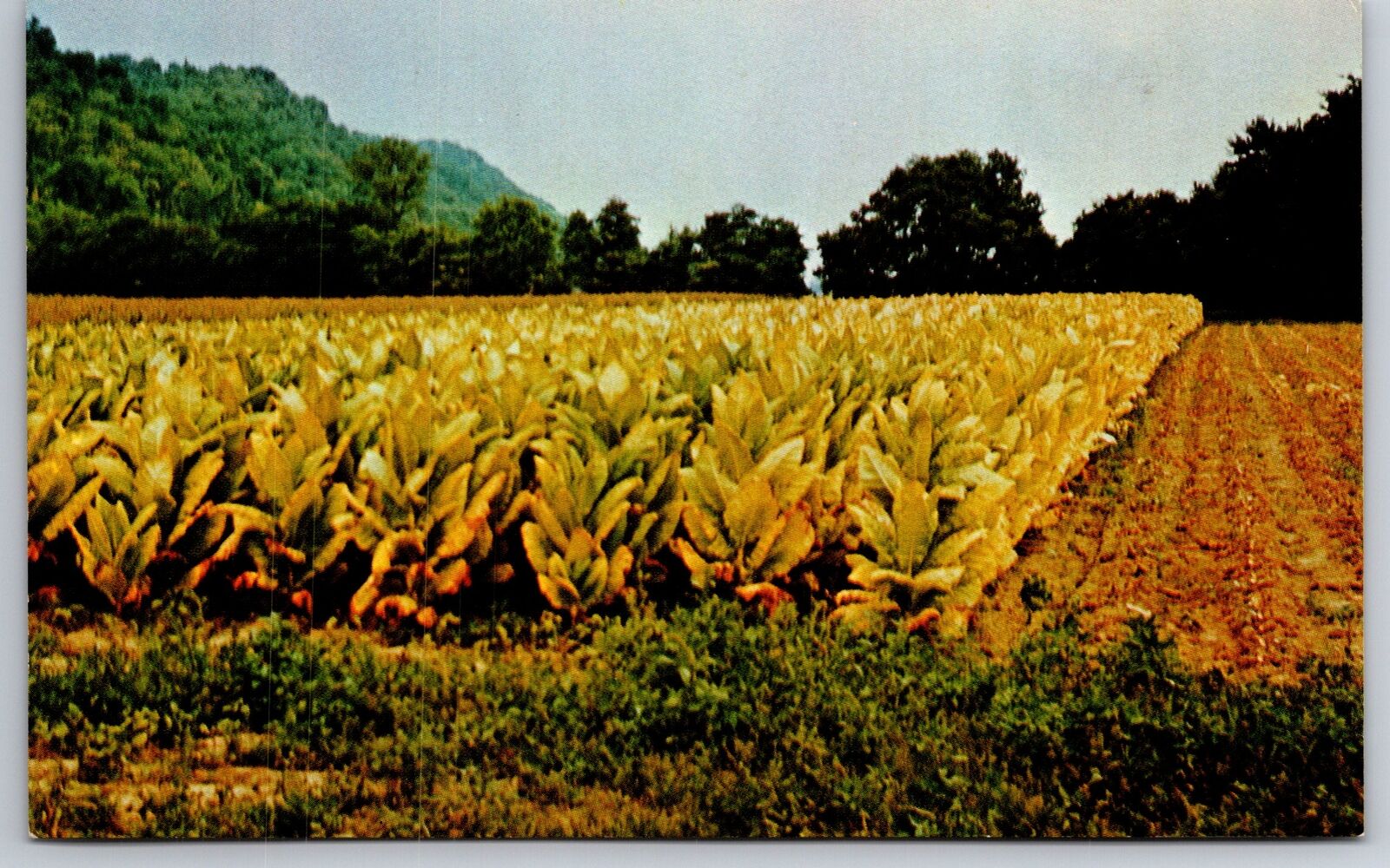 Vevay Indiana~Tobacco Field~Switzerland County~Ohio River Valley~1950s Postcard