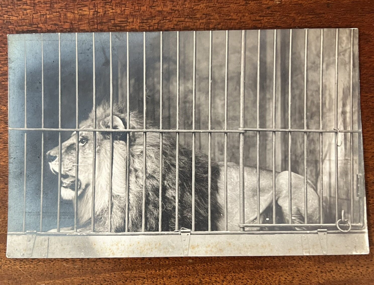 ATQ c1910s-20s RPPC Caged Male Lion CYKO Stamp Block Unposted Zoo