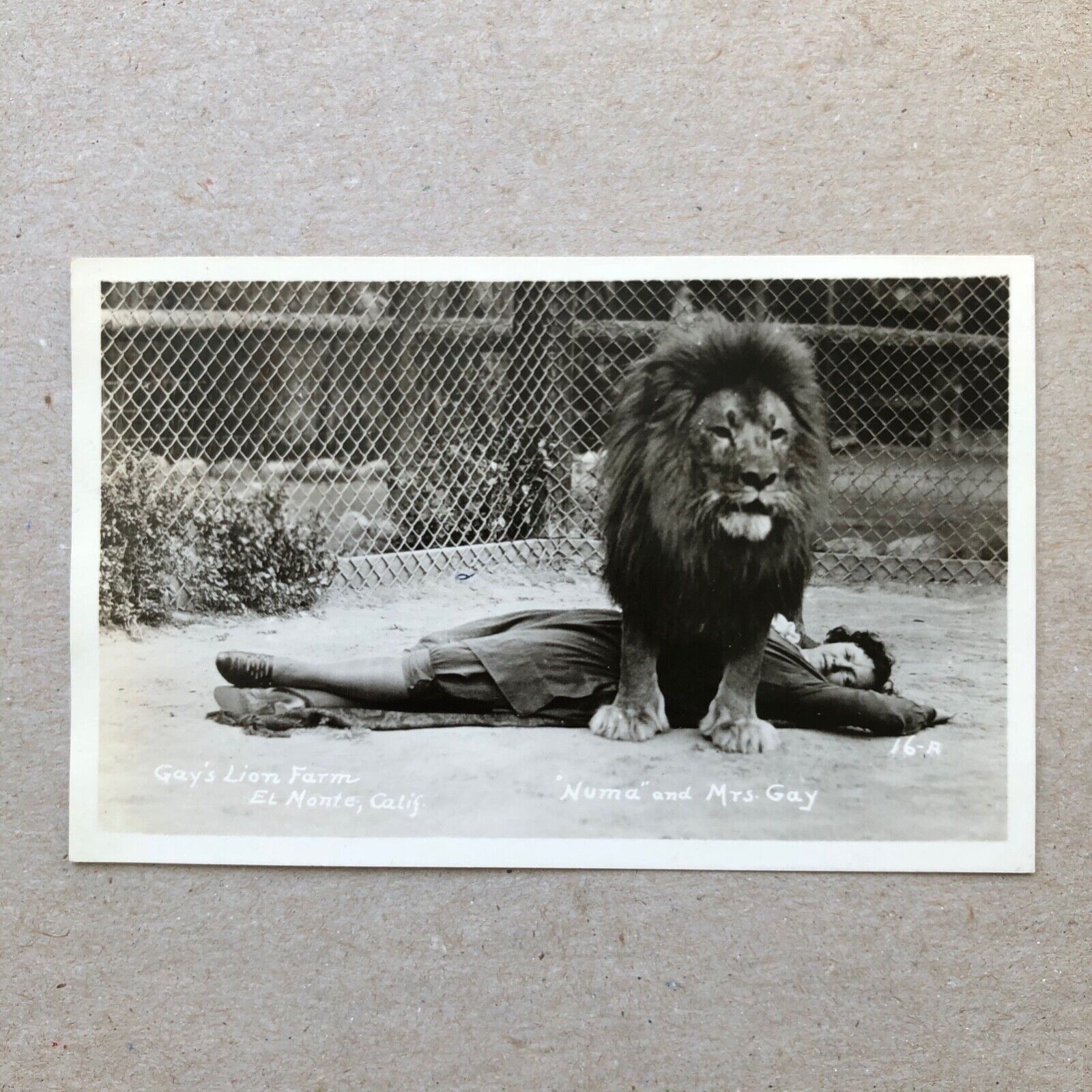 Gay's Lion Farm El Monte, CA Numa and Mrs. Gay RPPC Vintage Postcard K