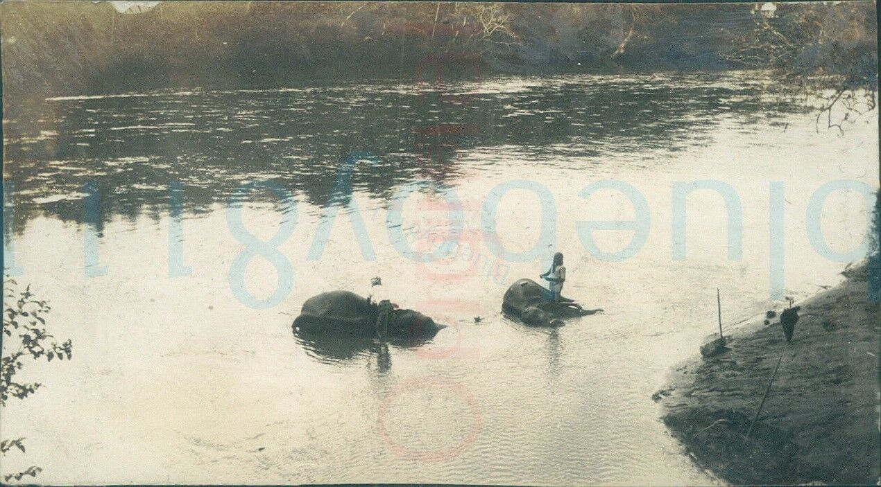 1926 Original Photo Elephants in River at Kandy Ceylon Sri Lanka 4.2x2.2\
