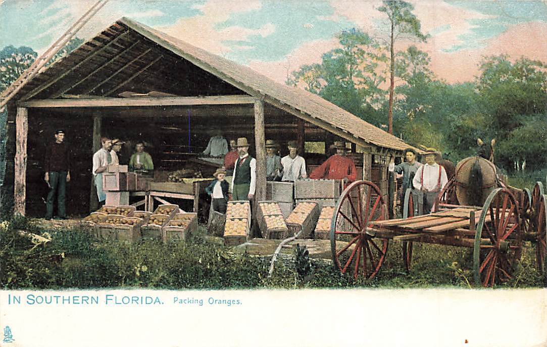 c1910 Raphael Tuck Packing Oranges Men Wagon Horse Crates Southern Florida  P470