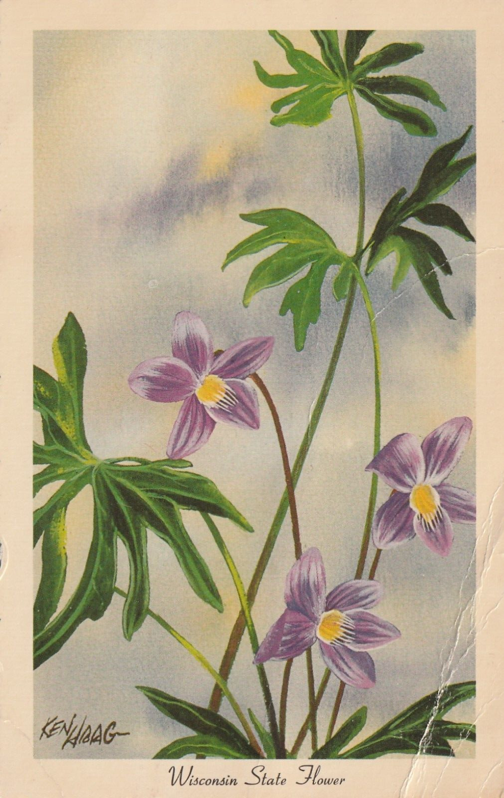 Vintage Postcard Wisconsin State Flower Violet Unposted Flowers