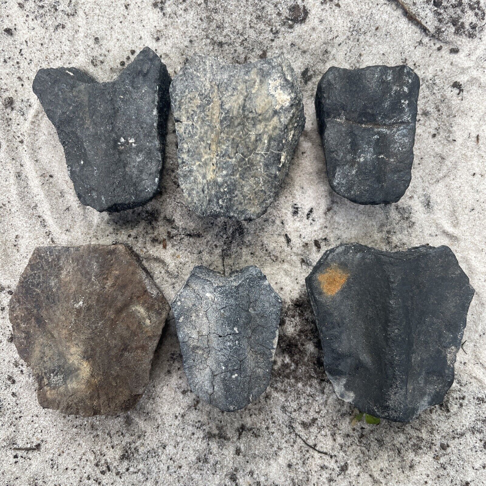 Lot Of 6 Florida Fossil Turtle Scutes Turtle Shell Scute