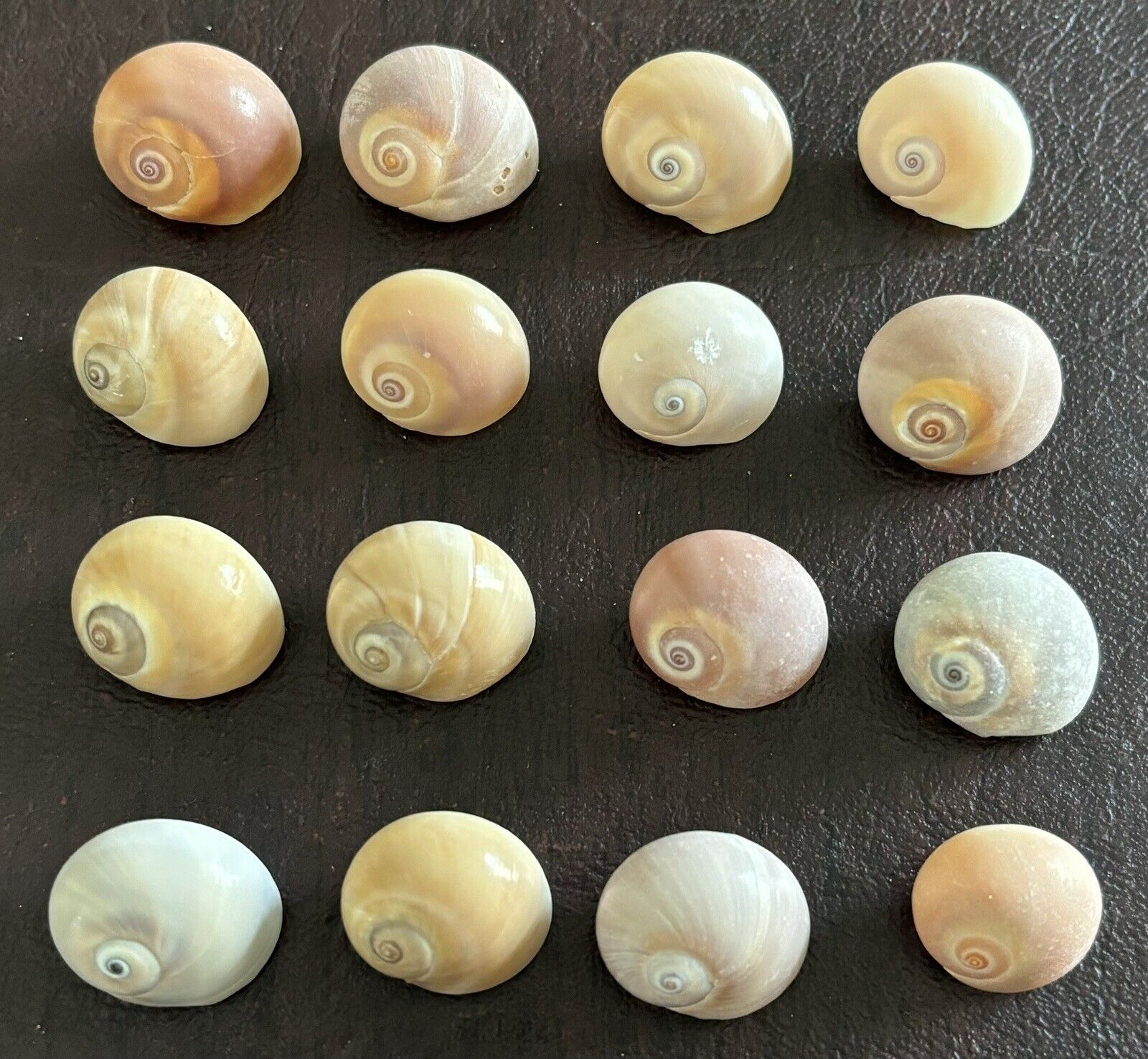 16 Shark Eye Moon Snail Seashells from Sanibel Island, Florida. Approx  3/4”