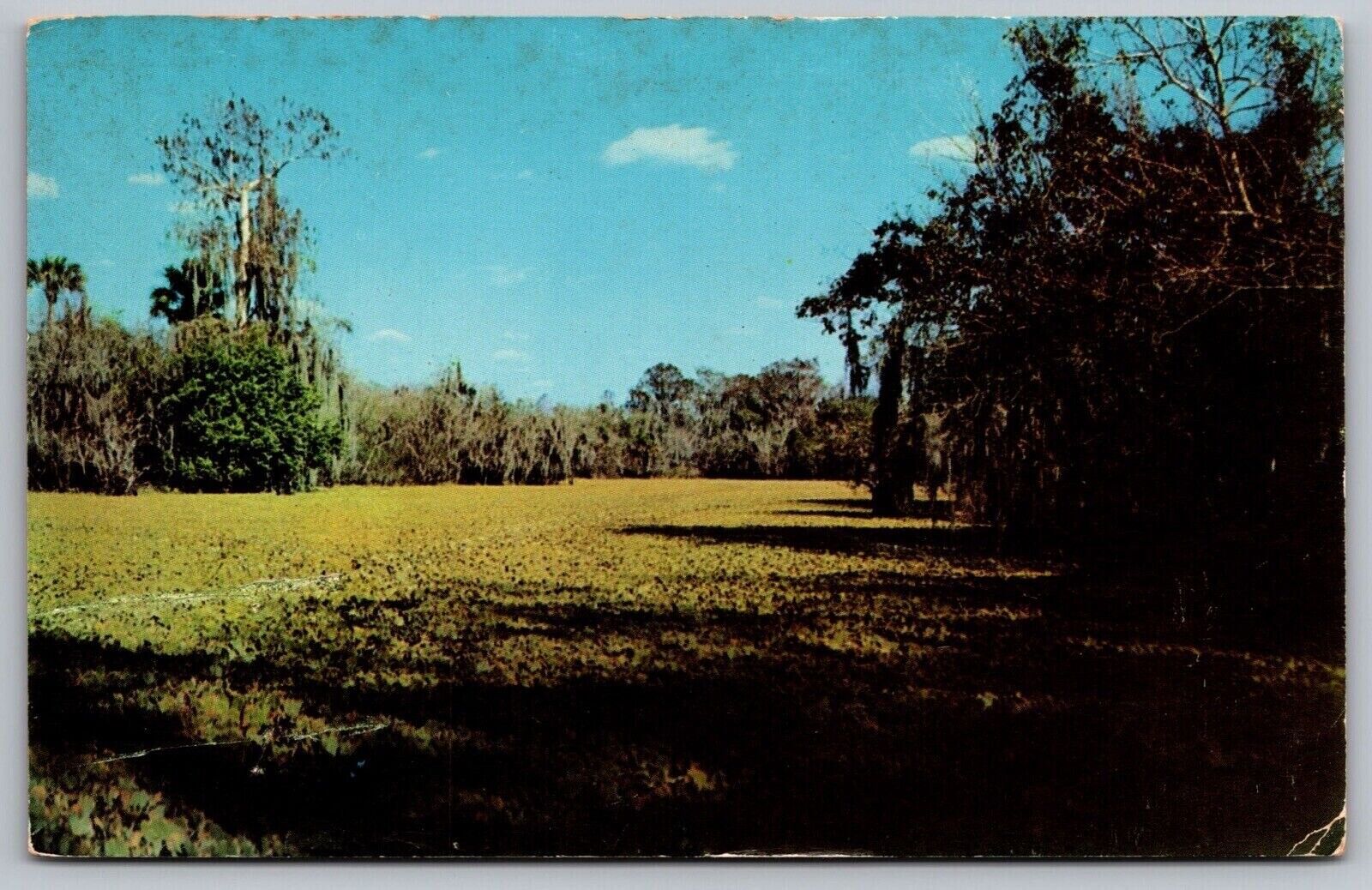Florida Everglades Lettuce Lake Turners River Ochopee Ingram Billy Camp Postcard