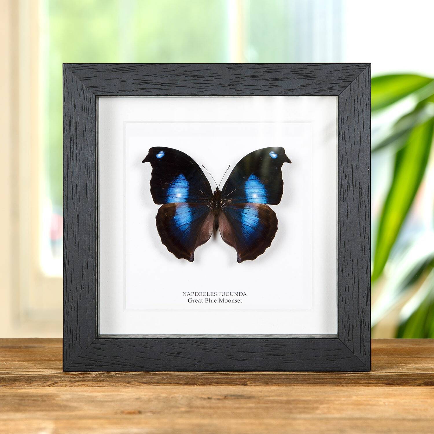 Great Blue Moonset Taxidermy Butterfly Frame (Napeocles jucunda)