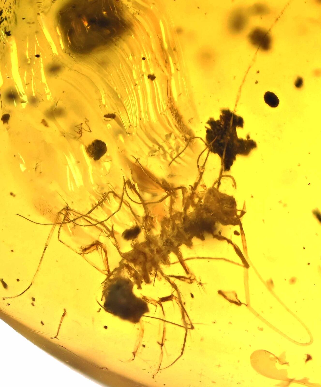 Rare Scutigeridae (House Centipede), Fossil inclusion in Burmese Amber