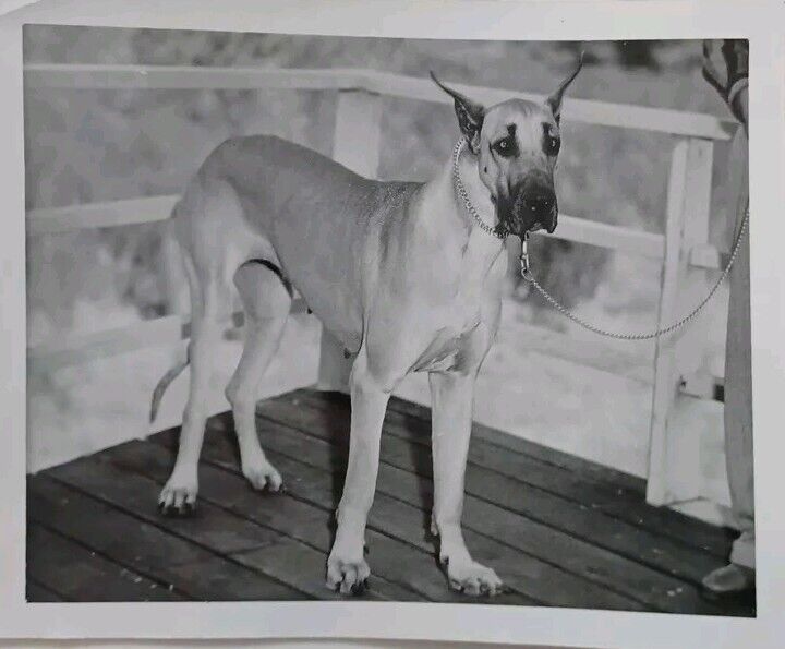 Beautiful Great Dane Fawn Original Vintage Photo 1950s 4x5 Inch Excellent 