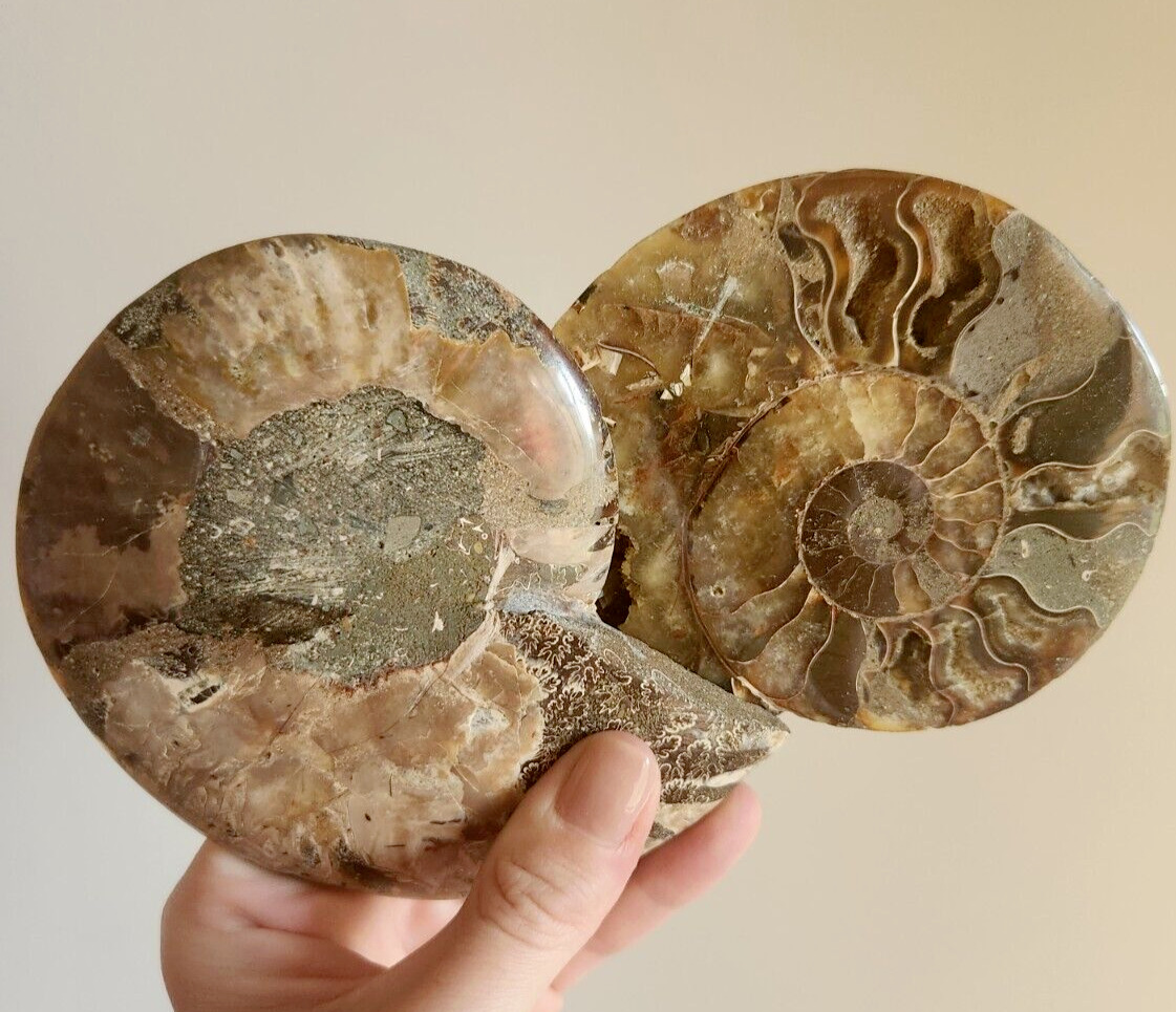 Ammonite Fossil Matched Halves Red Flash Large Tall Big Crystal Chakra Gemstone