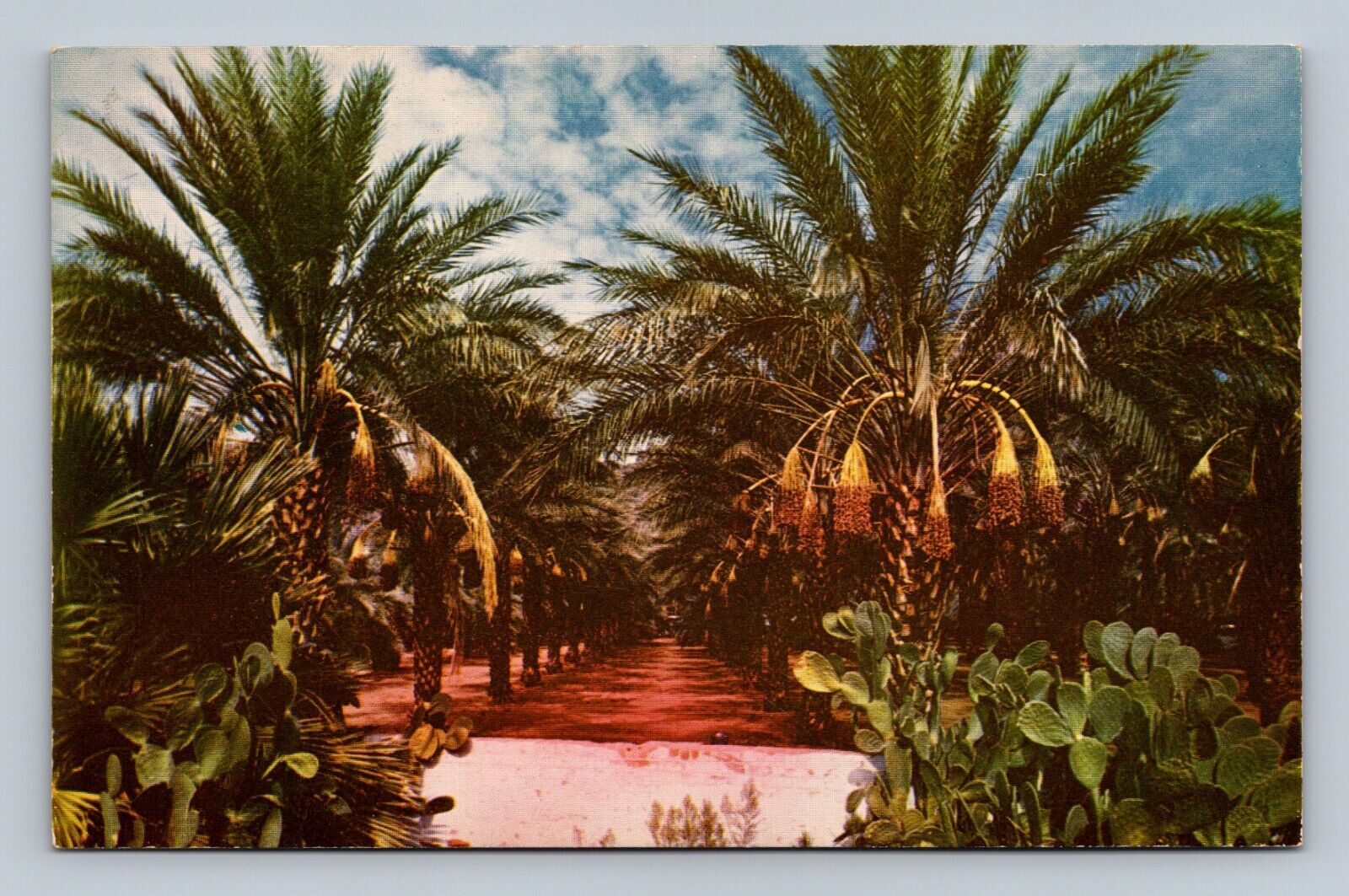 Postcard Arizona Date Garden AZ