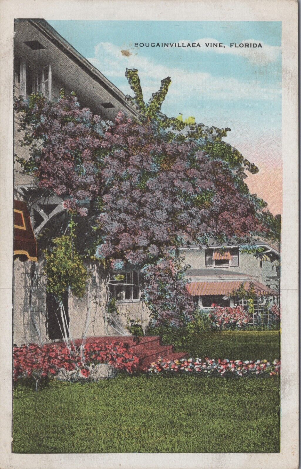 c1920s Postcard Bougainvillaea Vine in Florida UNP 5796.2 MR ALE