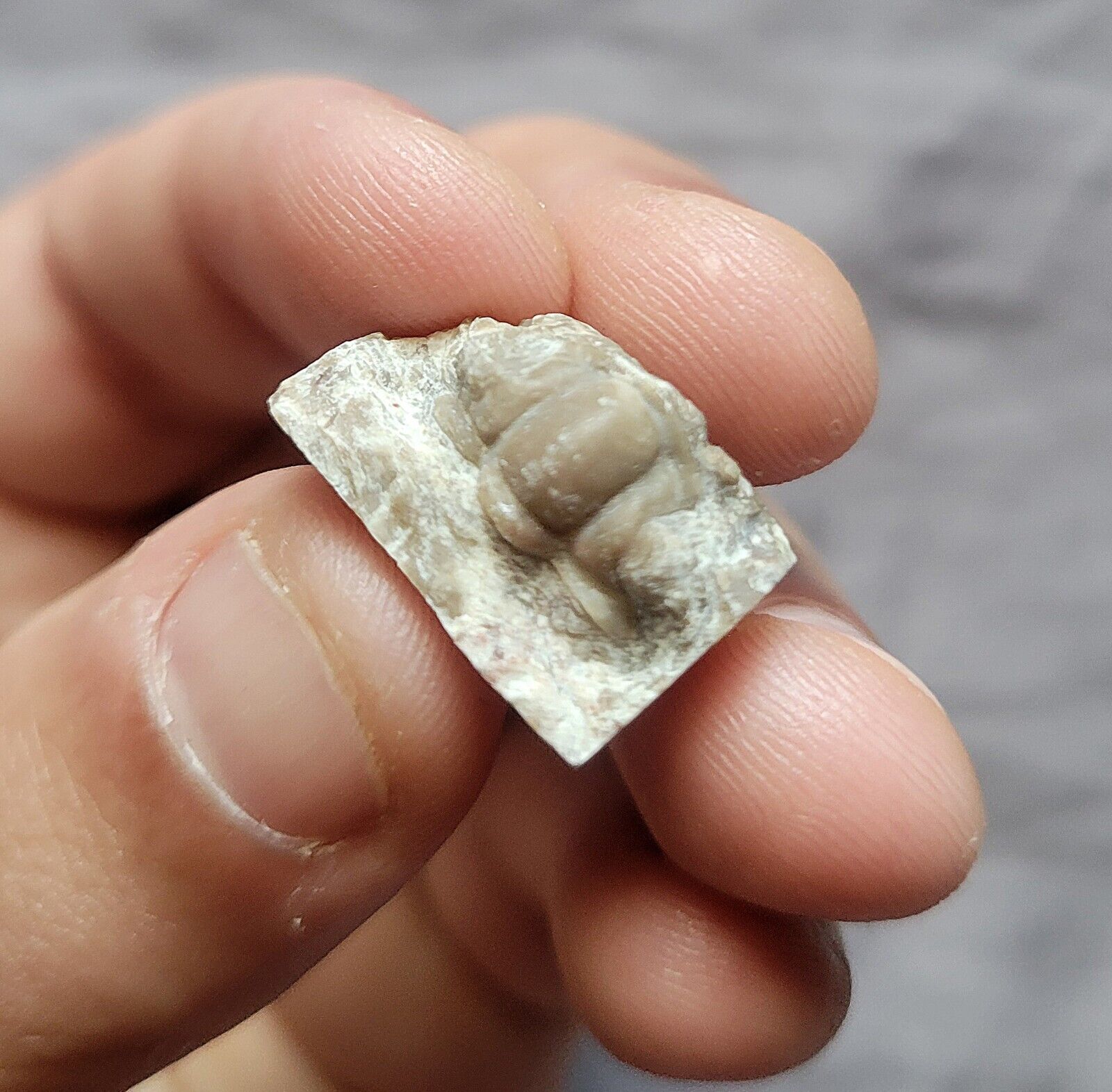 Very Rare Partial Colorado Ordovician Trilobite Fossil 