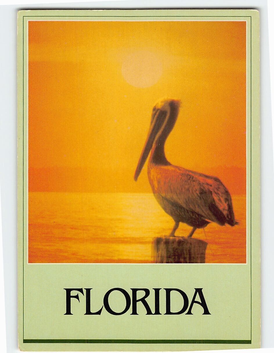 Postcard Pelican Florida USA