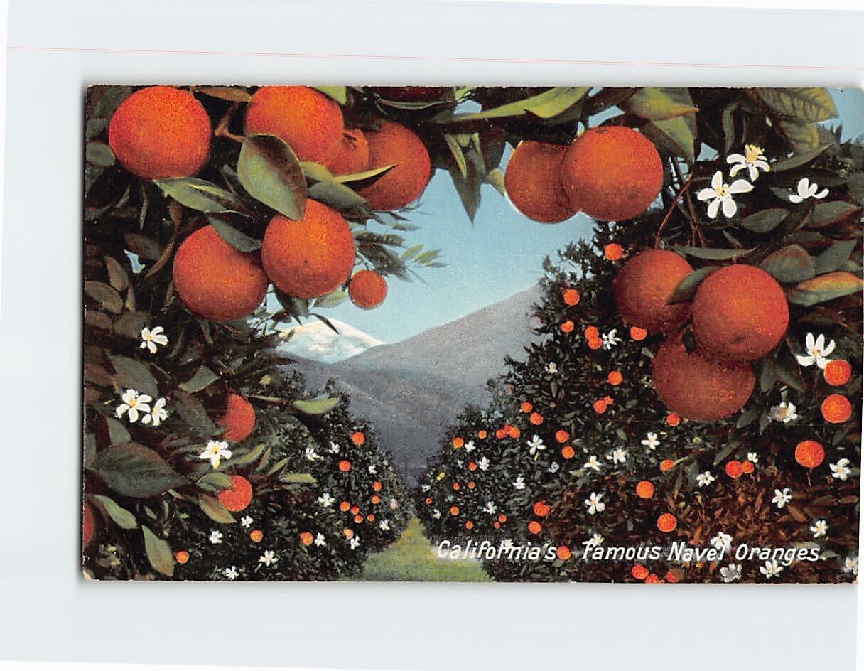 Postcard Famous Navel Oranges California USA