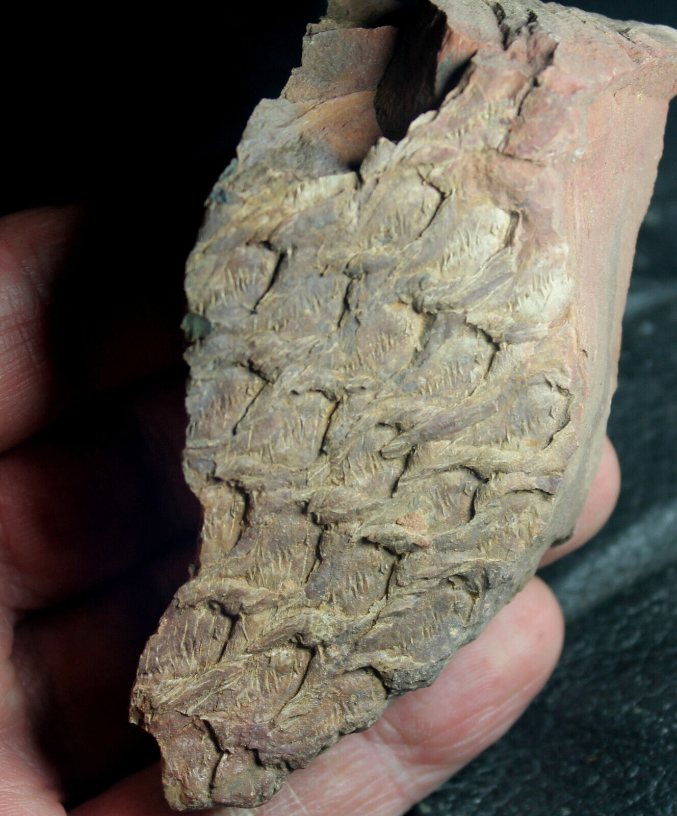 Lepidodendron -  Nice preserved Carboniferous fossil bark