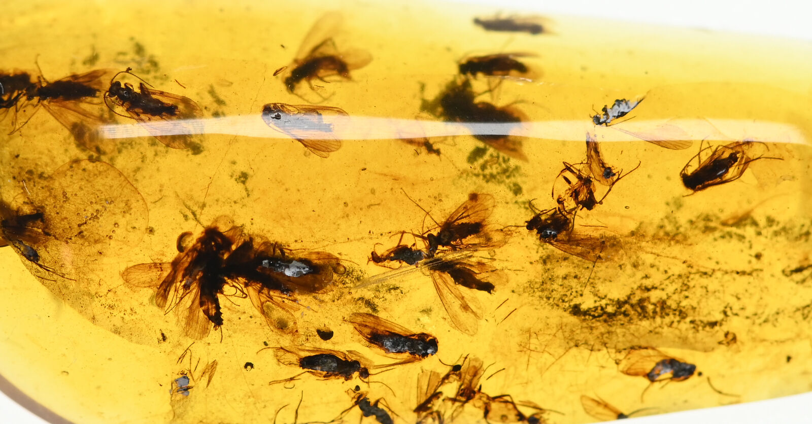 Large swarm of Trichoptera (Caddisfly) in Burmese Amber