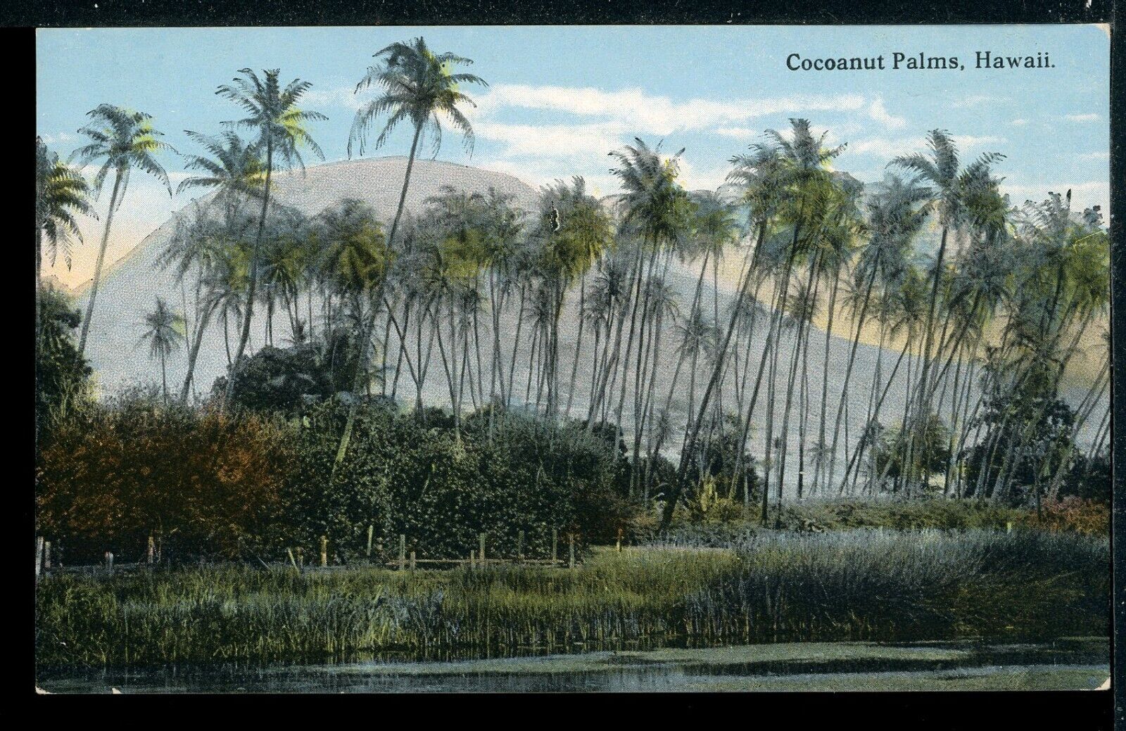Early Cocoanut Palms and Lagoon Hawaii Historic Vintage Postcard M1447a