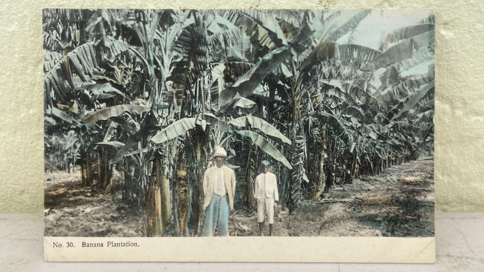 C-1910 Caribbean Jamaica Bahama Plantation Duperly & Son Unposted Postcard A16