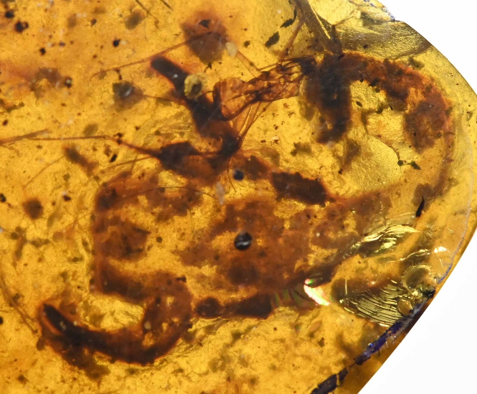 Rare Large Scorpion, Fossil inclusion in Burmese Amber