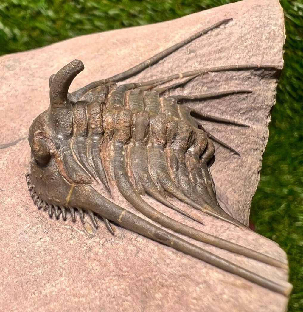 Very detailed Trilobite Fossil Kettneraspis Fossils
