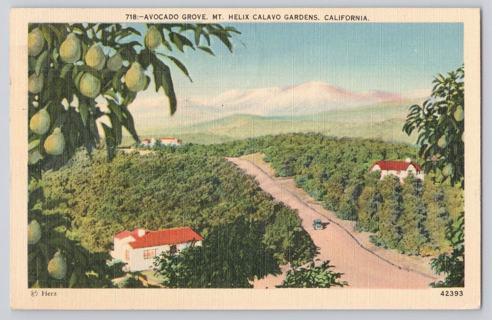 Postcard Avocado Grove, Mt Helix Calavo Gardens, California