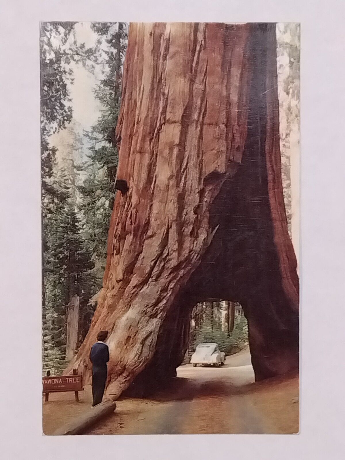 Yosemite National Park Drive Through Tree Mariposa Grove Posted 1954 Postcard