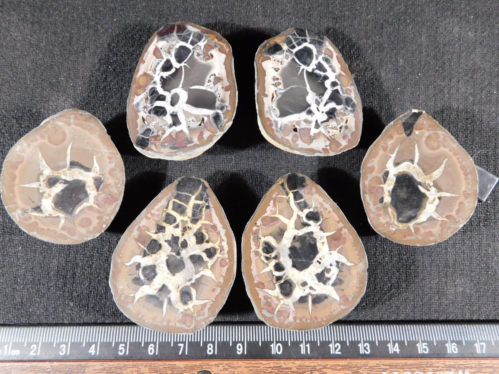 Lot of THREE Split Cut and Polished SEPTARIAN Nodules Morocco 196gr