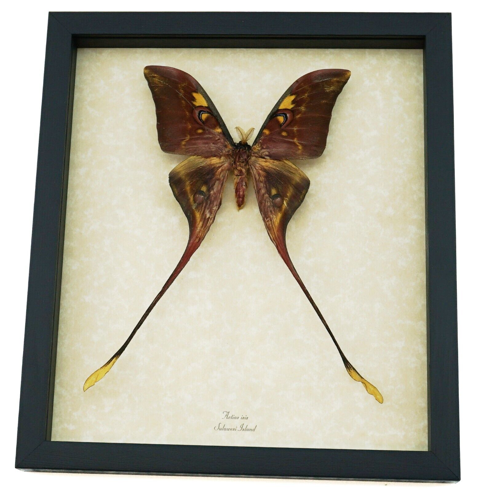 Actias isis xl sulawesi Moon Moth Framed Taxidermy Display