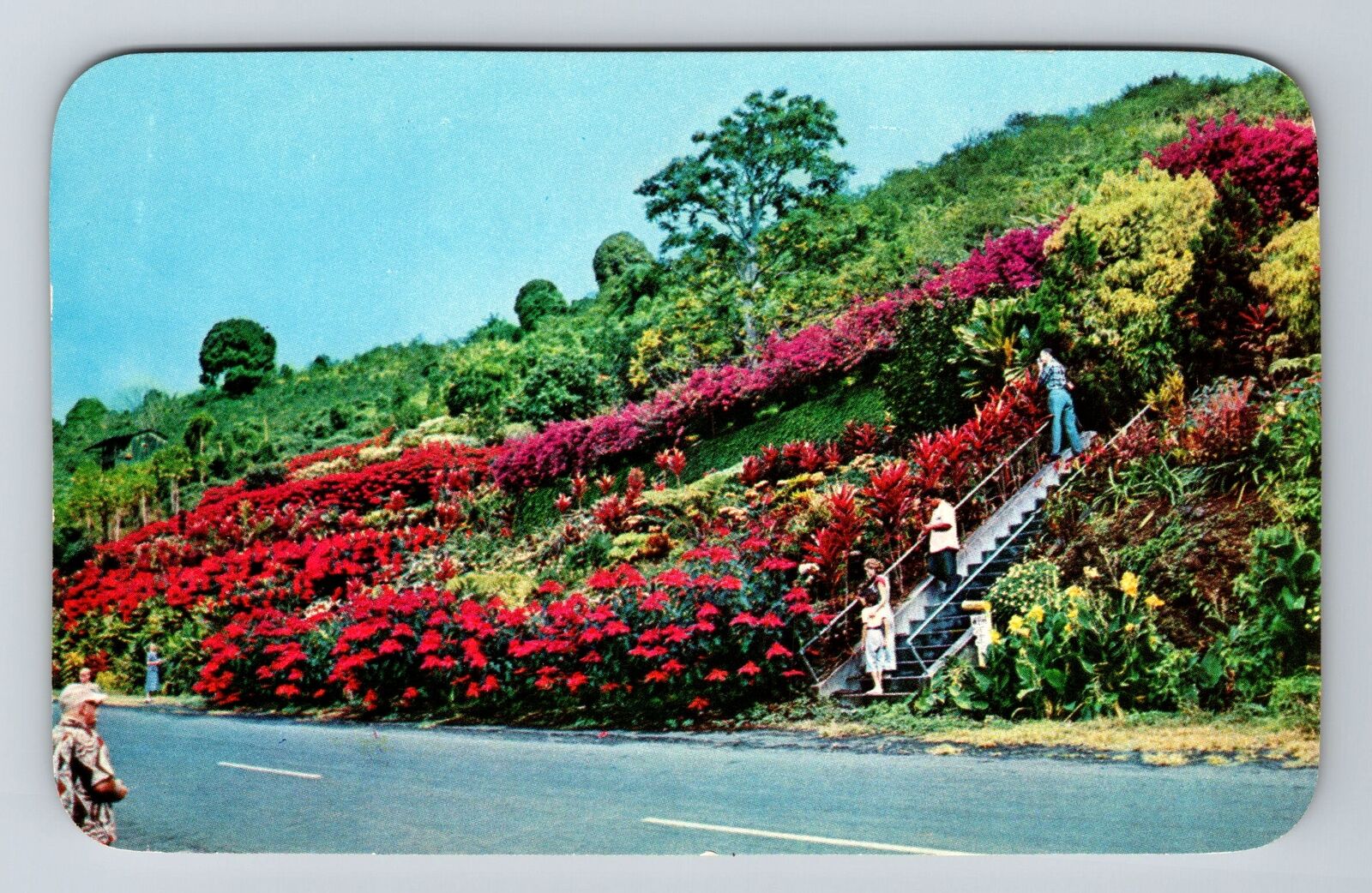 Kona HI-Hawaii Machado Gardens Kealakekua Vintage Souvenir Postcard