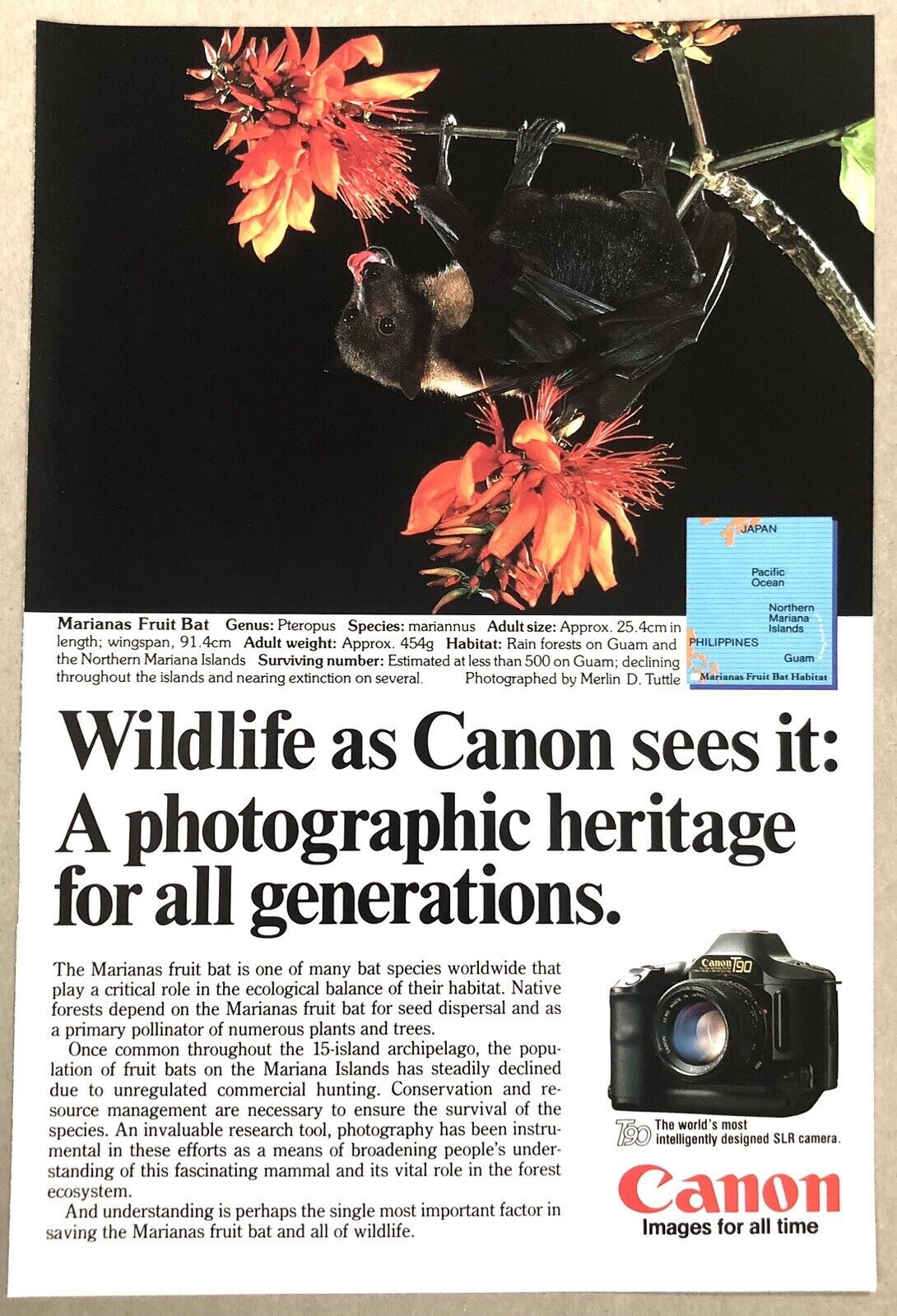 Vintage 1986 Original Print Ad Full Page - Canon Marianas Fruit Bat