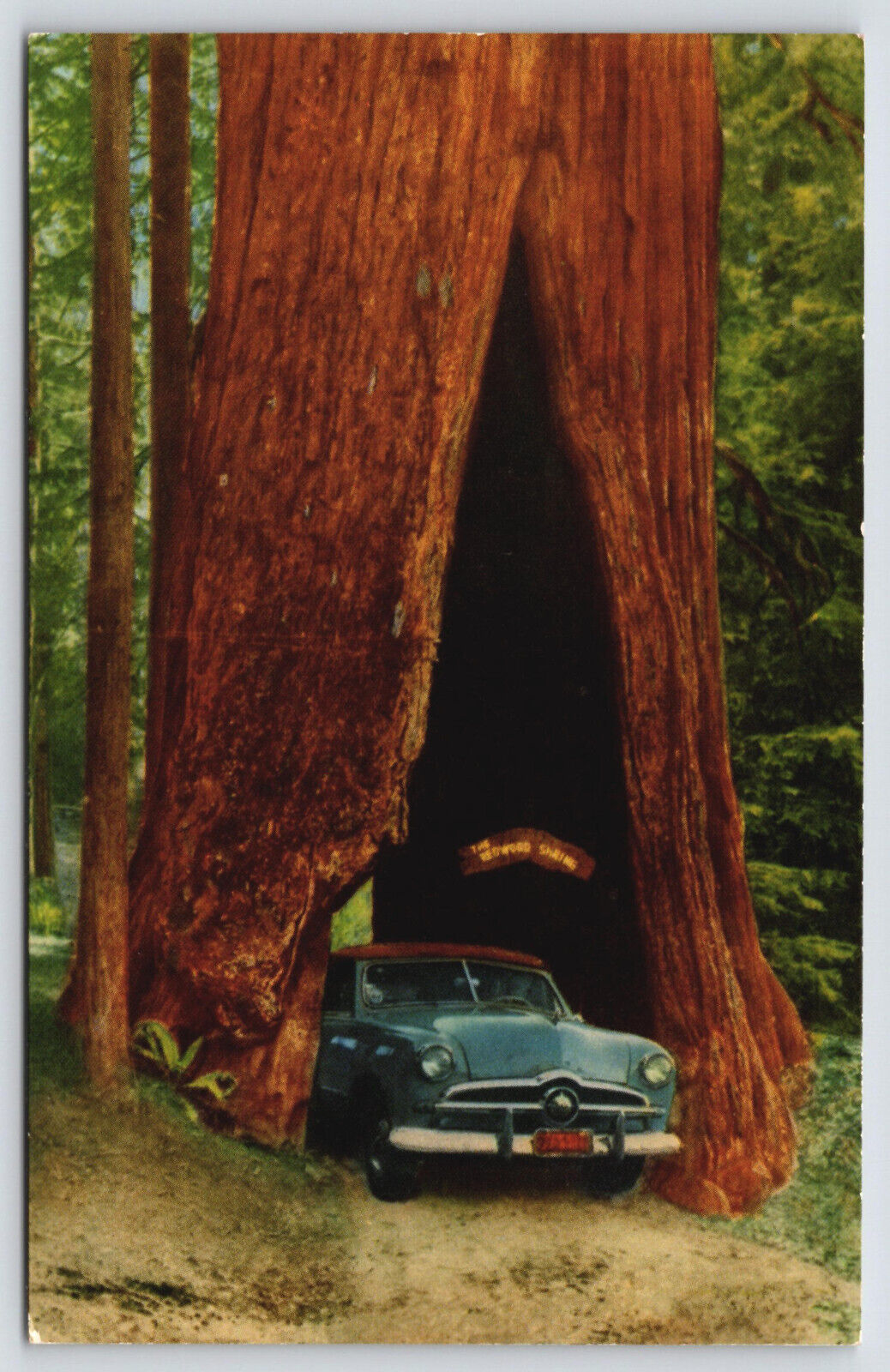 Meyers CA California - 1949 Ford Sedan at the Shrine Tree - Postcard - ca 1950