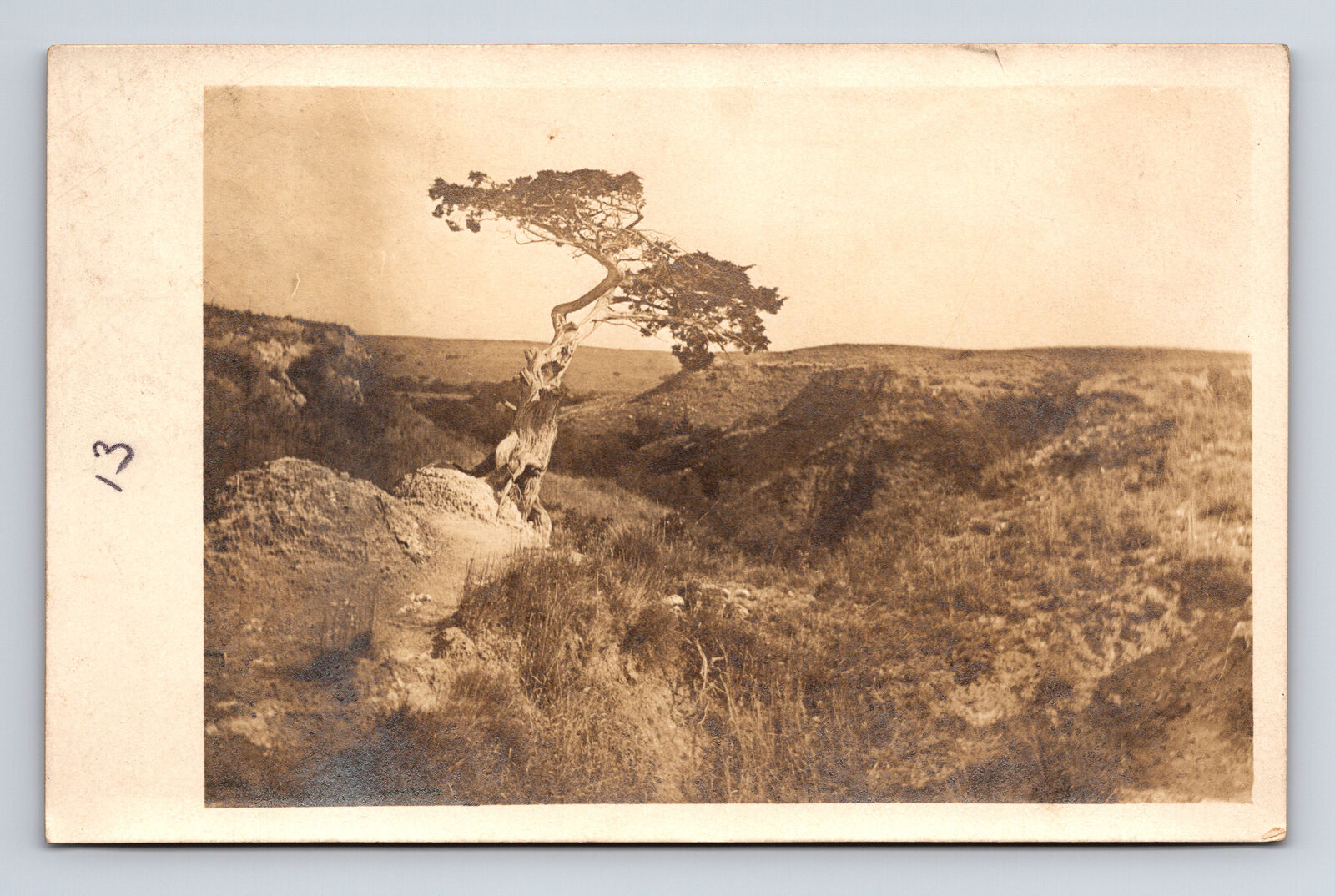 RPPC Scenic View of Lonesome Pine on Unknown Prairie Real Photo Postcard