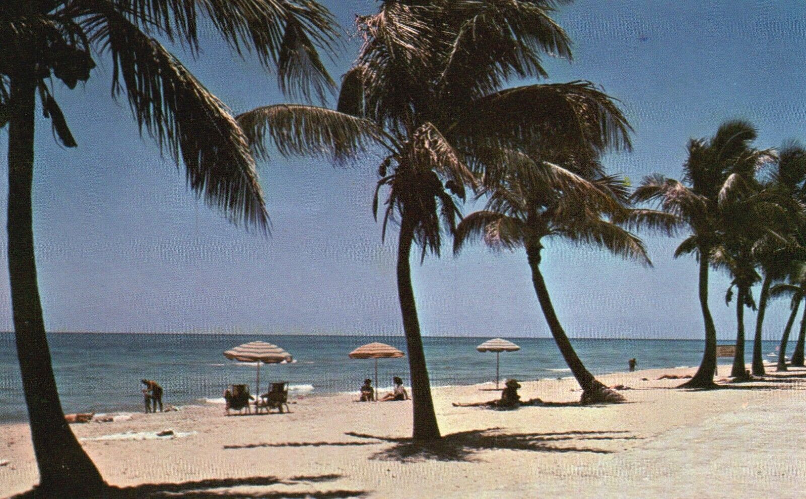 Postcard FL Sun Tanning Florida Palm Trees on the Beach Chrome Vintage PC J3835