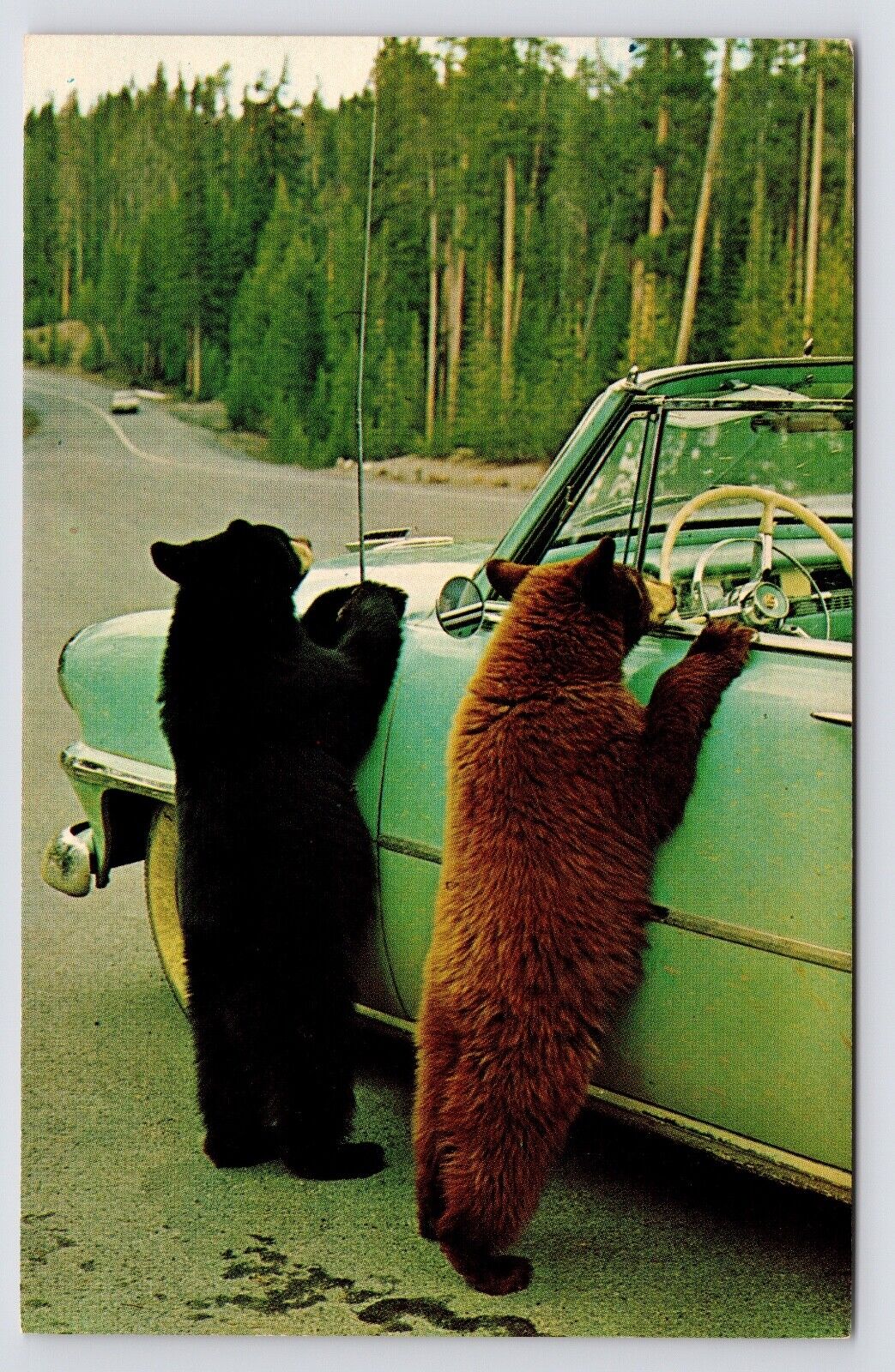c1950s-60s~Cute Bear Cubs Installing Radio Antenna~Yellowstone WY~Postcard
