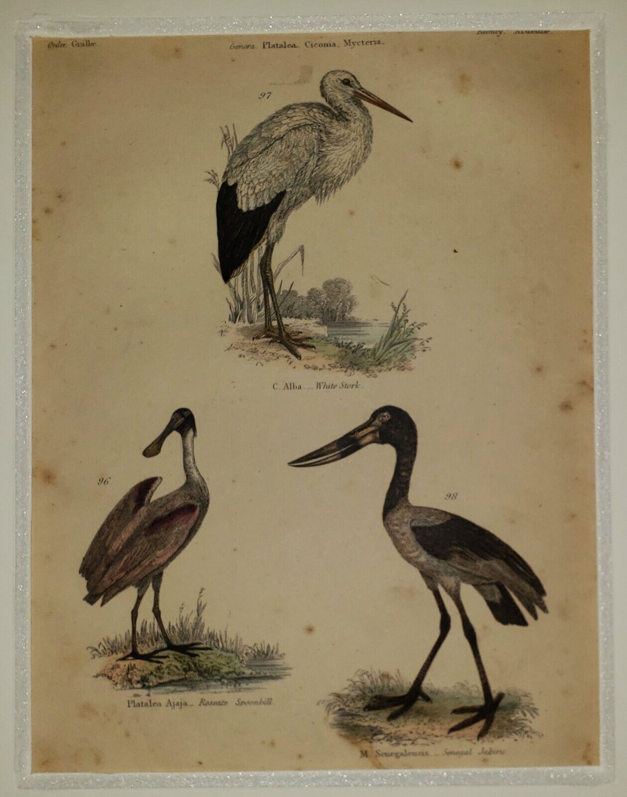 ALEXANDER FRANCIS LYDON (1836–1917) Original ANTIQUE Colored Engraving Stork