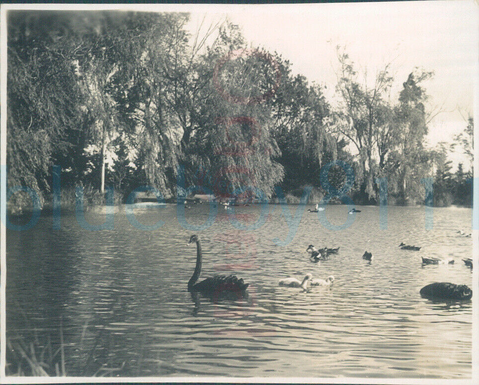 1935 Original photo Black swans Tinwald Domain Ashburton New Zealand 3.2x2.5\