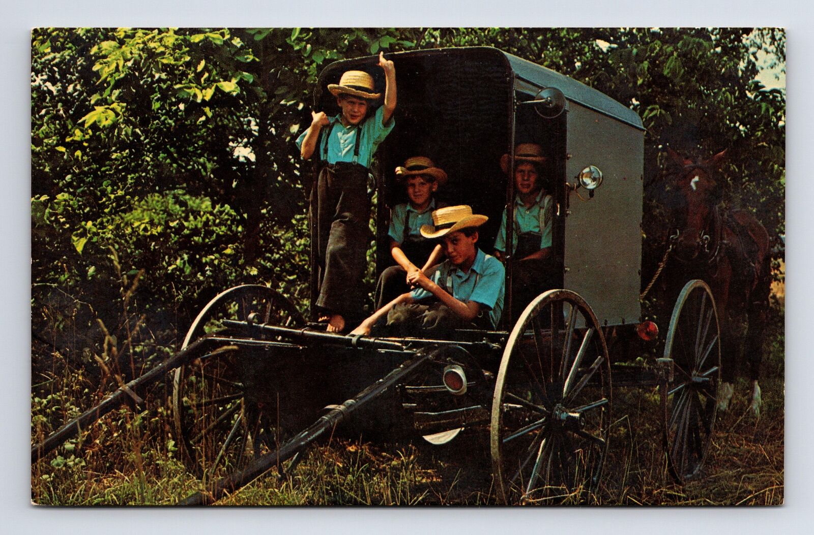 Amish Boys In a Horse Drawn Buggy Pennsylvania PA Postcard