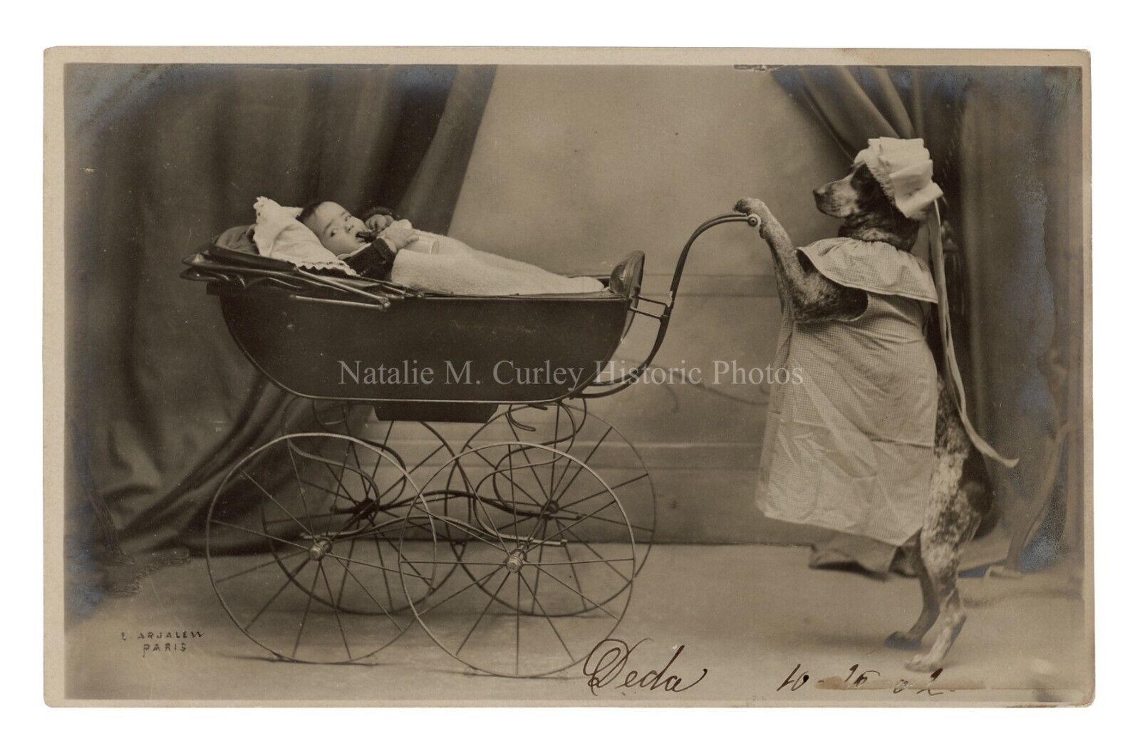 1900s Baby Carriage & Trick Dog Nanny Paris France Studio RPPC Photos (2)