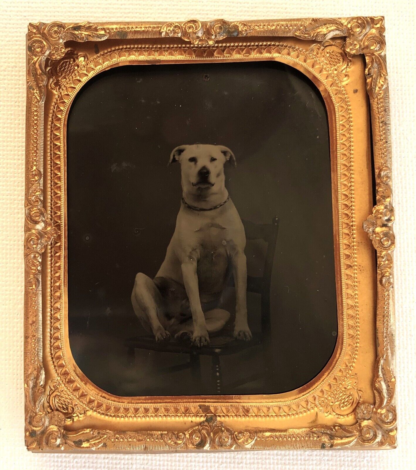 Antique Ambrotype Photograph Labrador Dog