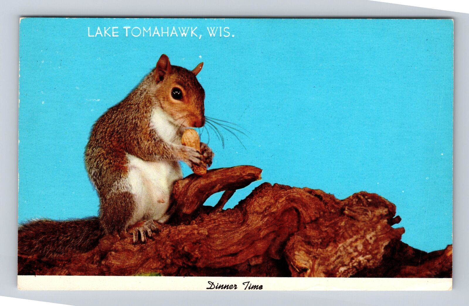 Lake Tomahawk WI-Wisconsin, Squirrel Dinner Time, Vintage c1981 Postcard