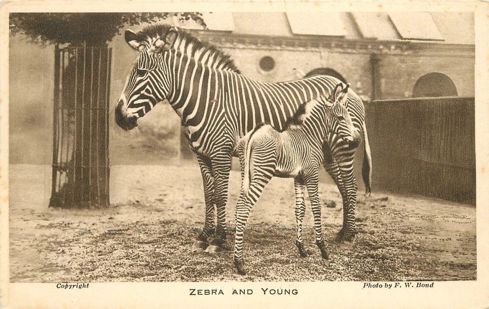 Postcard UK London Zoo C-1910 Zebra & Young Bond 23-3344